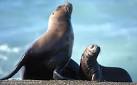 South American sea lion with