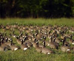 What to Do About Canada Geese What to Do About Canada Geese