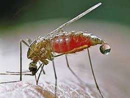 комарът опасен за човека