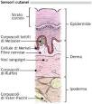 <b>Cellule di Merkel</b>