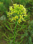 <b>Brassica</b> juncea (L.) Czern.