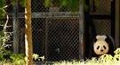 National Zoo panda cub mourned - Associated Press - POLITICO.