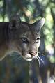 Florida panther - Wikipedia, the free encyclopedia