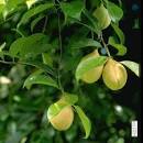 <b>Myristica fragrans</b>