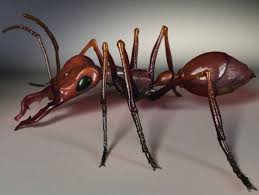 معلومات جديدة عن حياة النمل مأخوذة من مكتبة الابحاث العالمية الحديثة Images?q=tbn:ANd9GcSV9gJ_qW7hfkpSTLZ9_KvL3zzcR3cC190M_vMyPy5OPO4JXG4Rtg