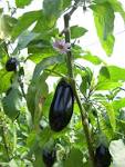 File:<b>Solanum melongena</b> ja001.