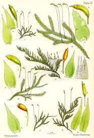 Image result for Brachytheciaceae