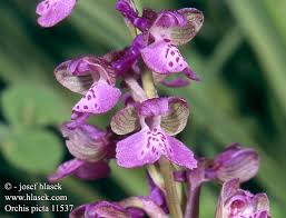 Image result for "Orchis picta"
