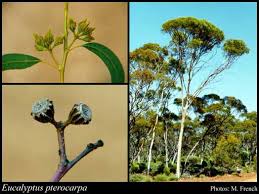 Image result for "Eucalyptus pterocarpa"
