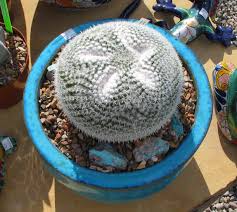 Le Mammillaria, Cactus coussin. Famille des Cactaceaes. Images?q=tbn:ANd9GcSWucOz_YjObjqrvItKaJgM21WYaaca5bi-QMW3XtLDu8VJoQmmpcH-Bgcp