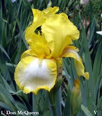 Image result for Iris
  ( Golden Crimping Iris )