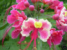 pink flowers - Page 6 Images?q=tbn:ANd9GcSXHA3AZGe8HVp4MLycuX1jgKcCcObKycwXKp-pQ6qLOly7vN1-