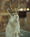 Rare North American Jackalope Sighted in London, England