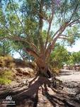 Unique Gumtree by Sandy Bauer | Living Australian 2011/2012