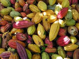 Trái cacao - trồng nhiều ở Miền Tây Nam Bộ Images?q=tbn:ANd9GcSYqLcx4MkIR74cyuJJemKG3RAYOUrCpHfcmZ3bMEnMPv6sVM0&t=1&usg=__VcD0hY1A7Hh2wZShJJT6Cbui-vE=