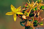 (<b>Theales</b>: Clusiaceae)