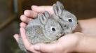 Speed dating' breeds success for Oregon Zoo pygmy rabbits - KPTV
