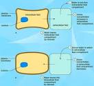 Dehydration and <b>Water Intoxication</b>. Dehydration and <b>Water</b>
