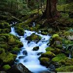 Forest Stream HD desktop wallpaper : High Definition : Fullscreen ...