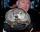 Phil, the famous groundhog