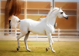 الخيول التركيه من اجمل خيول العالم وولاده حصان سبحان الله Images?q=tbn:ANd9GcSaVK6CSG_ESCW_ZcYDzih_y6Cw4KjTZ03qzi7IG0dbhCV9klURZw