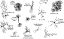 Neurons, Synapses, Action Potentials, and Neurotransmission - The ...