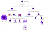 File:<b>Hematopoiesis</b> simple.png