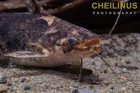 Image result for Trachelyopterus albicrux