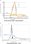 File:<b>Potencial de acao</b>.png - Wikimedia Commons