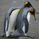 Penguins have gay 'flings' but mate for life as heterosexual