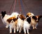 CRUFTS 2012: Owners and their look-a-like dogs in pictures | Mail ...