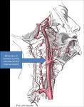 File:Gray's Anatomy with markup showing carotid artery bifurcation ...