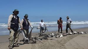 Aparecen más de 200 pelícanos muertos en playas del litoral norte Images?q=tbn:ANd9GcSdF5u74CyVAf88KgugAD-cxgmT703Z4E22om6N_JMjLsxr3-52cw