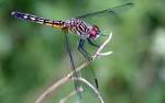 File:Dragonfly ran-177.jpg - Wikimedia Commons