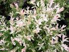 <b>Salix</b> integra Hakuro Nishiki