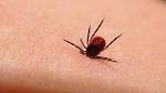 The truth about Lyme disease