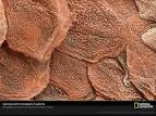<b>Epidermis</b> Picture, Skin Picture, Skin Wallpaper, <b>Epidermis</b> Cells