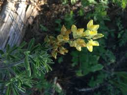 Image result for Lupinus dalesiae