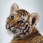Baby tigers have blue eyes! And other fun tiger facts | Good Nature