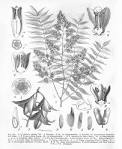 Meliaceae <b>Cedrela</b> fissilis