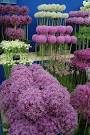 File:Selection of cultivated Alliums .jpg - Wikimedia Commons
