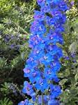 <b>Delphinium</b>