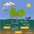 The Nitrogen Cycle