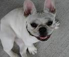 French Bulldog Health and Genetic Conditions - Part 1 - Bullmarket ...
