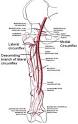 circumflex <b>femoral artery</b>
