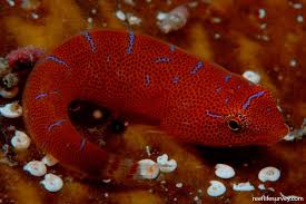 Image result for Cochleoceps orientalis