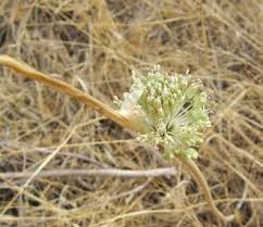 Image result for "Allium chamaespathum"