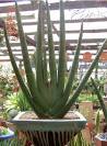 Get Inspired with <b>Sansevierias</b>