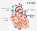 <b>Mitral valve prolapse</b> is