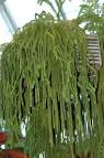 <b>Lycopodiaceae</b> Huperzia